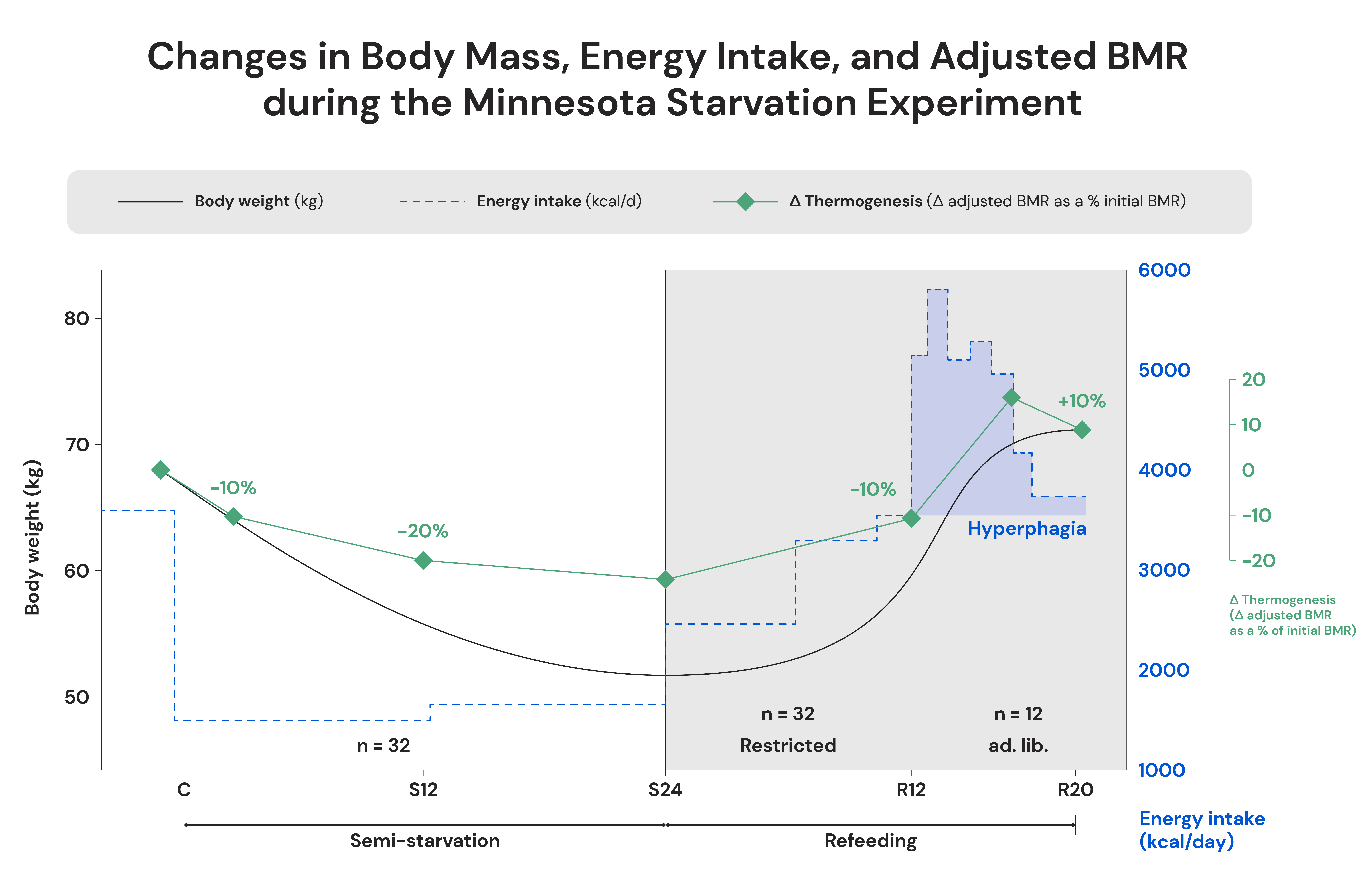 Changes in body mass, energy intake, and adjusted BMR during the Minnesota Starvation Experiment
