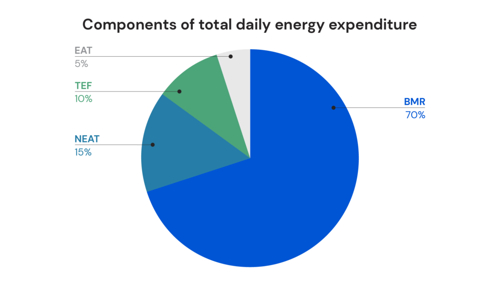 Components of total daily energy expenditure