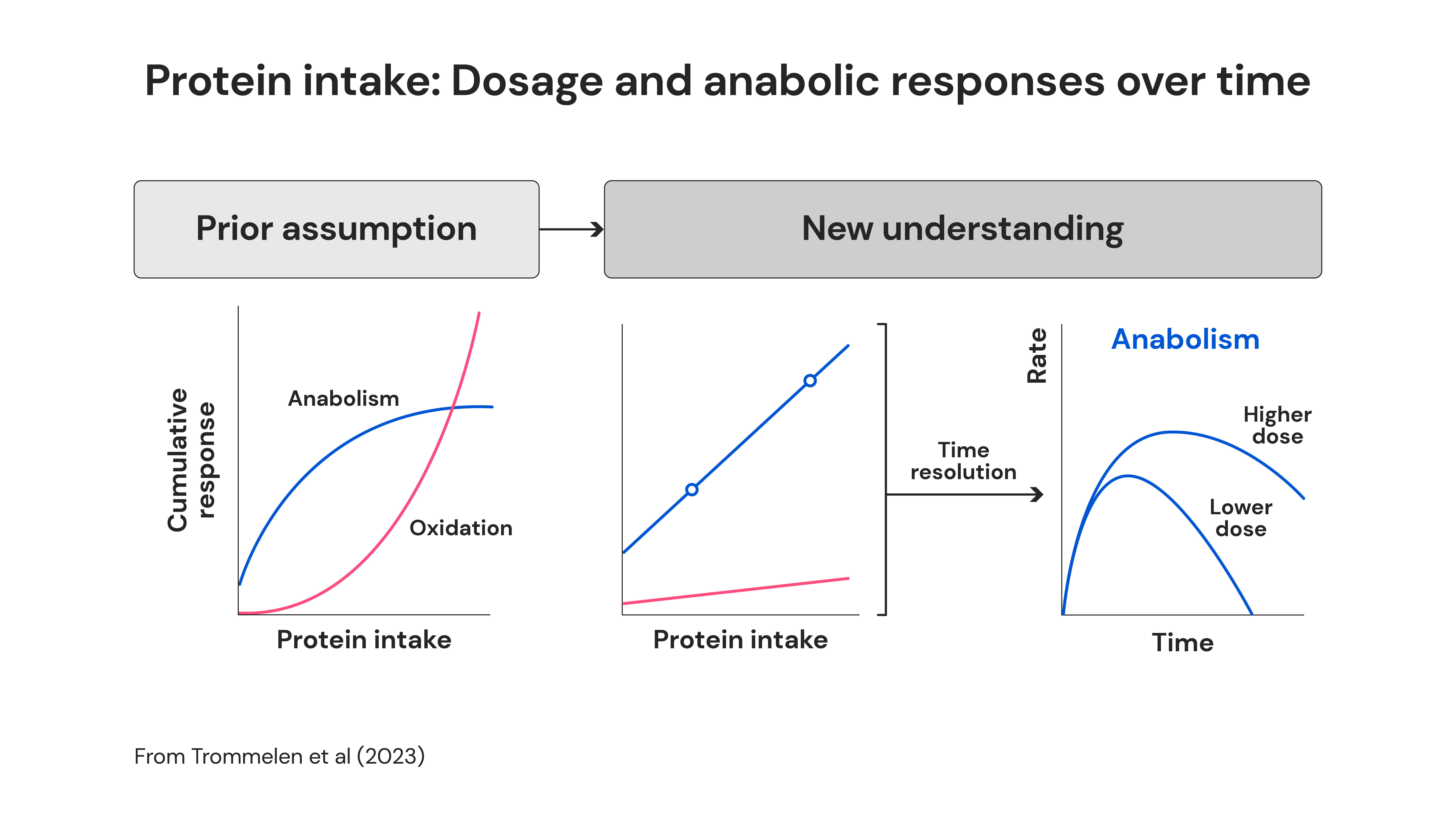 Protein intake: Dosage and anabolic responses over time