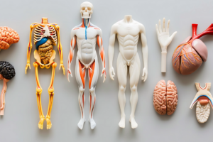 What determines your basal metabolic rate?