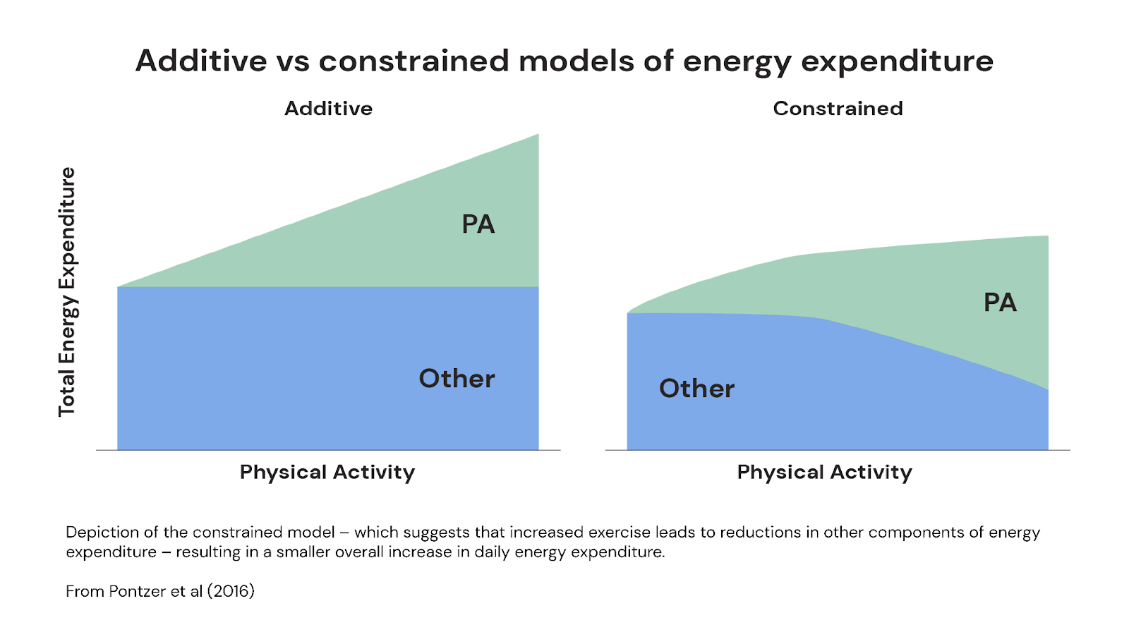 Additive vs constrained models of energy expenditure