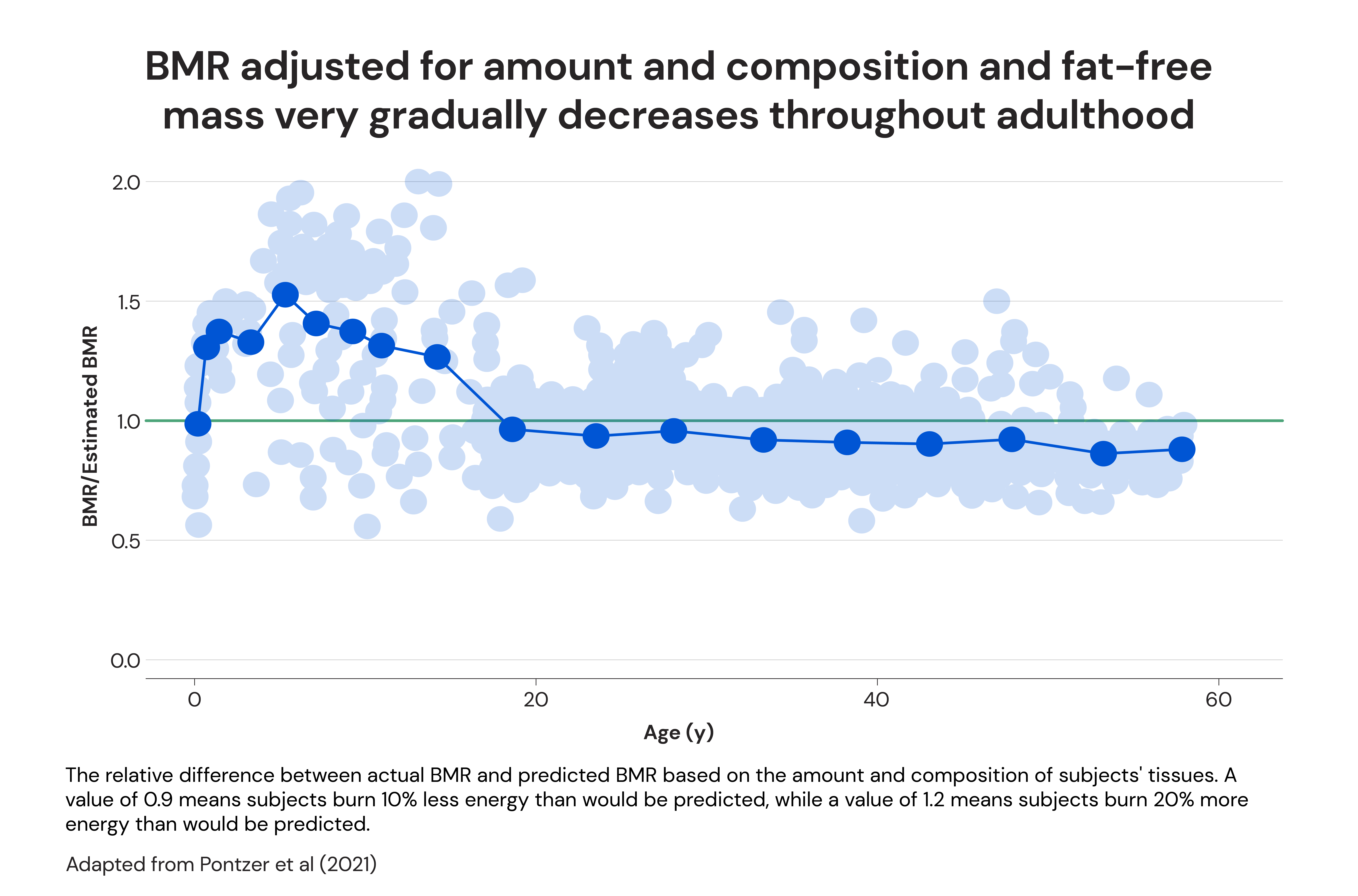 BMR adjusted for amount and composition and fat-free mass very gradually decreases throughout adulthood