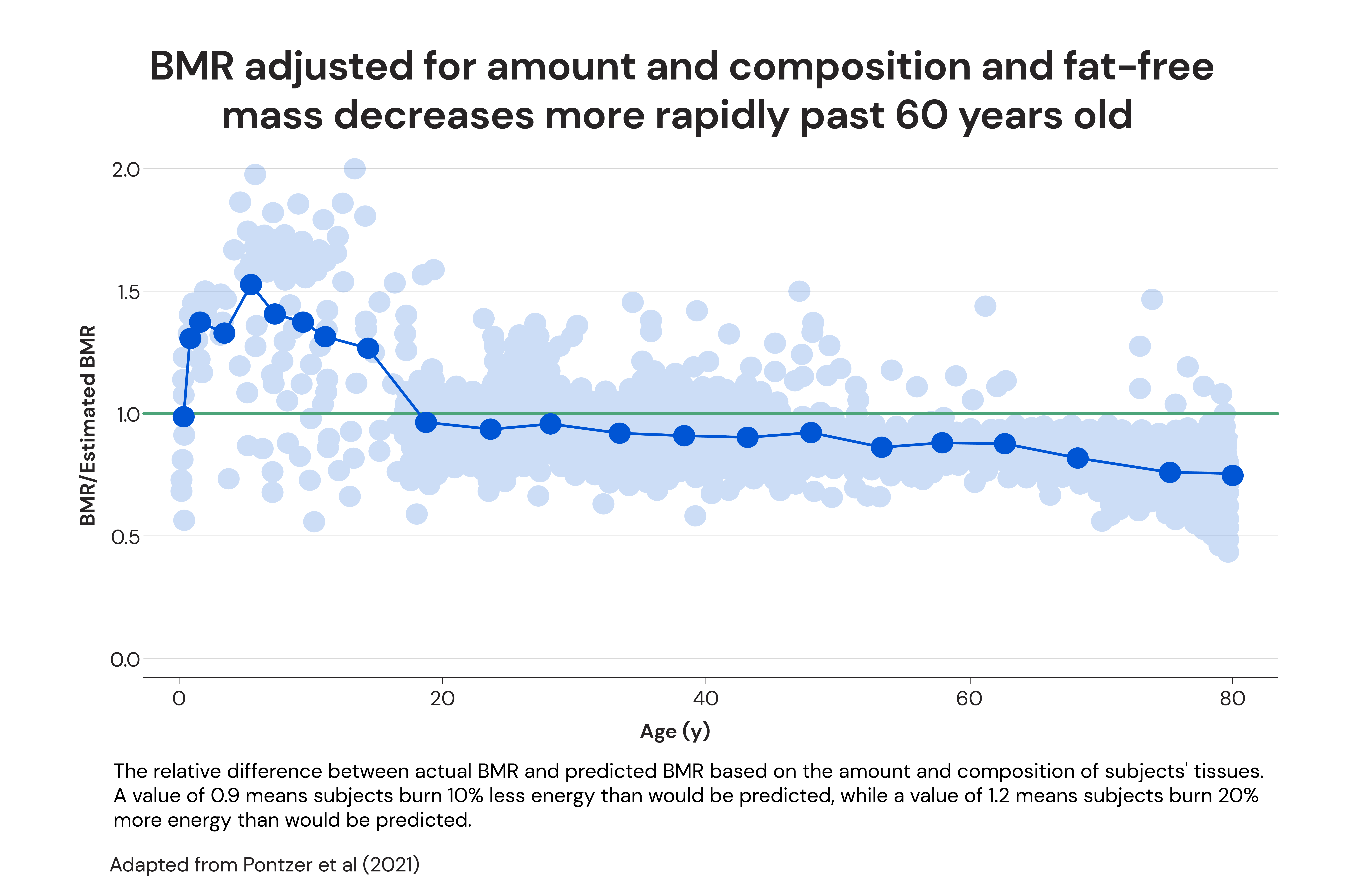 BMR adjusted for amount and composition and fat-free mass decreases more rapidly past 60 years old