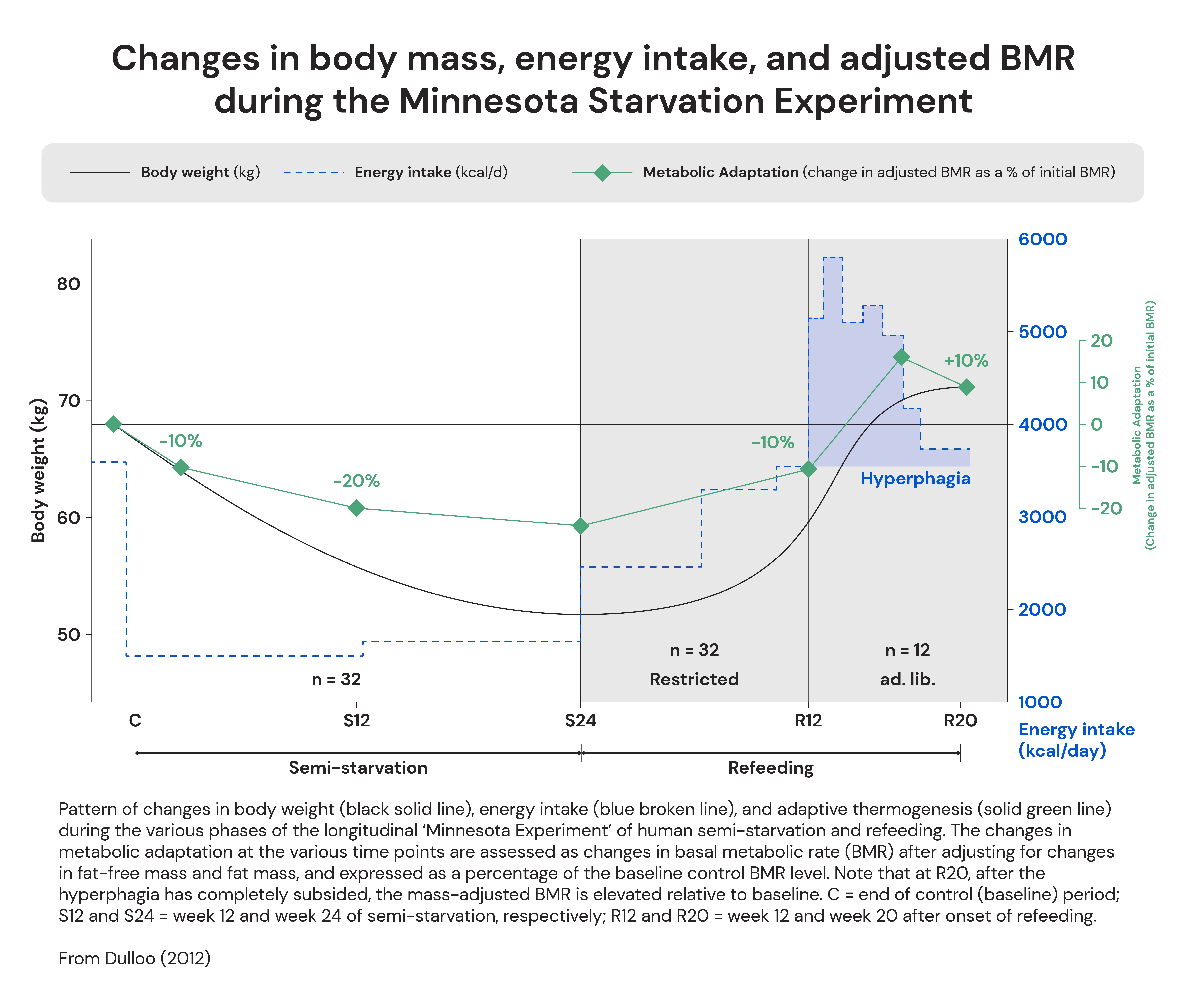 Changes in body mass, energy intake, and adjusted BMR during the Minnesota Starvation Experiment