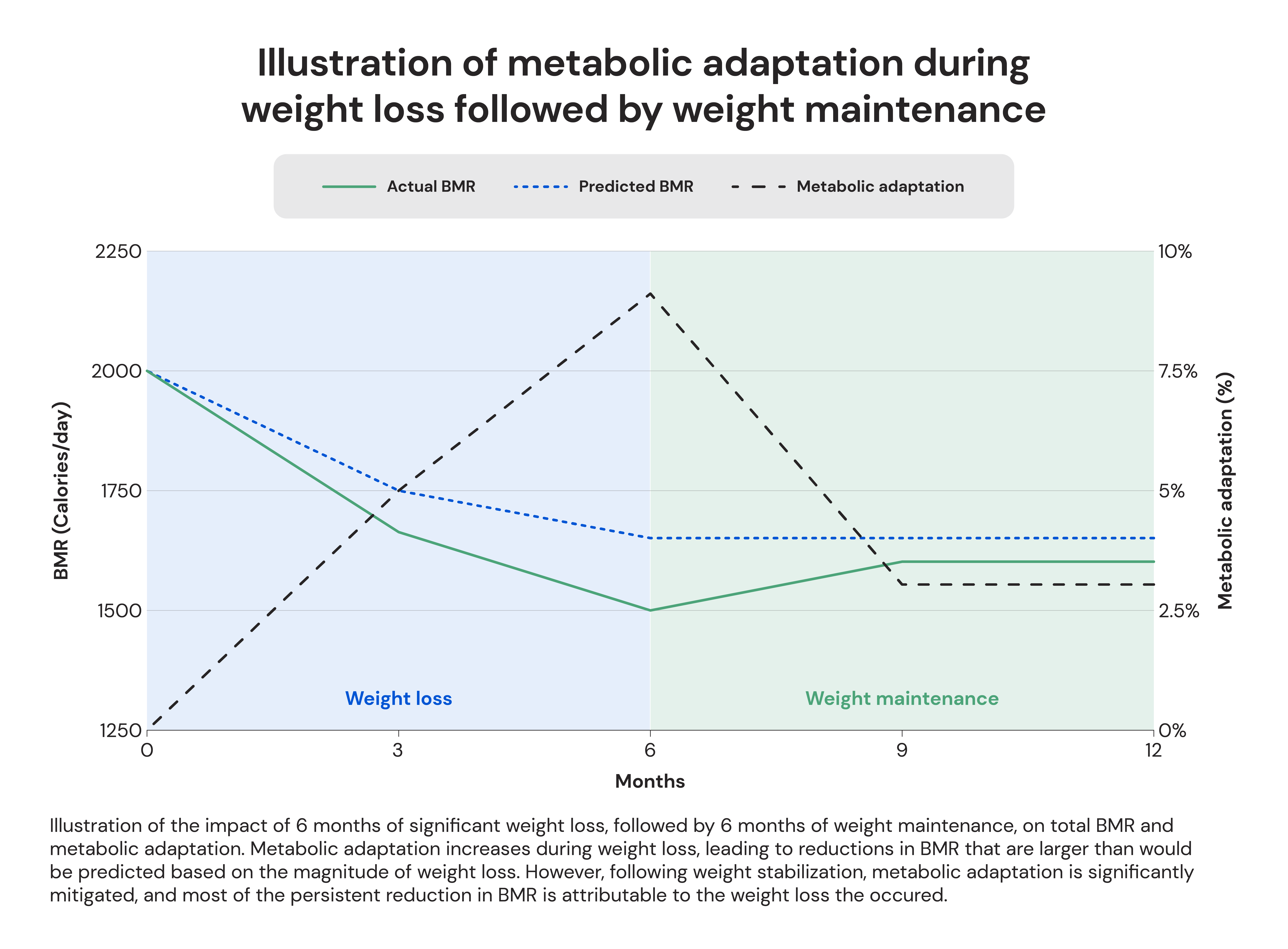 Illustration of metabolic adaptation during weight loss followed by weight maintenance