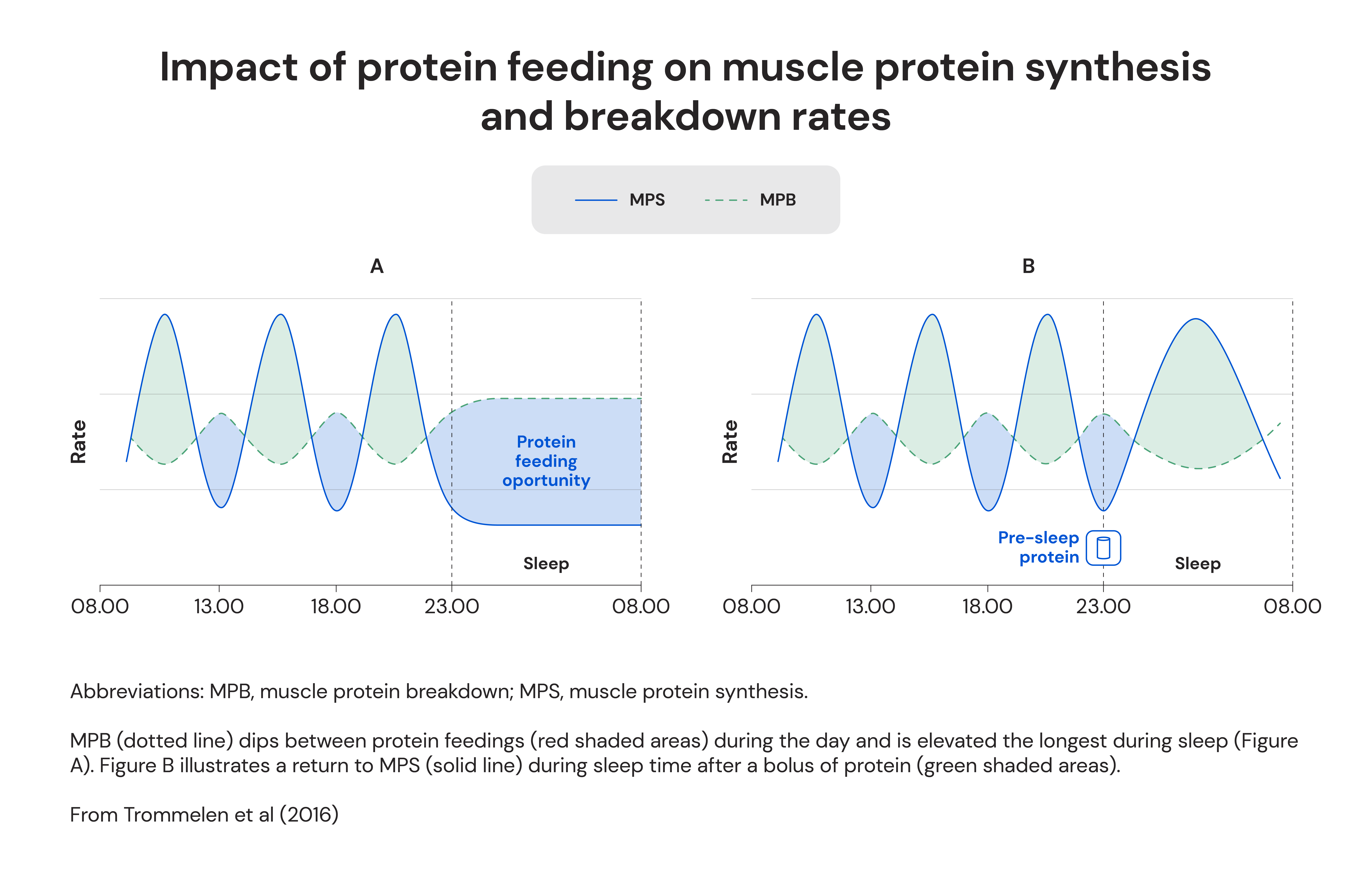 Impact of protein feeding on muscle protein synthesis and breakdown rates